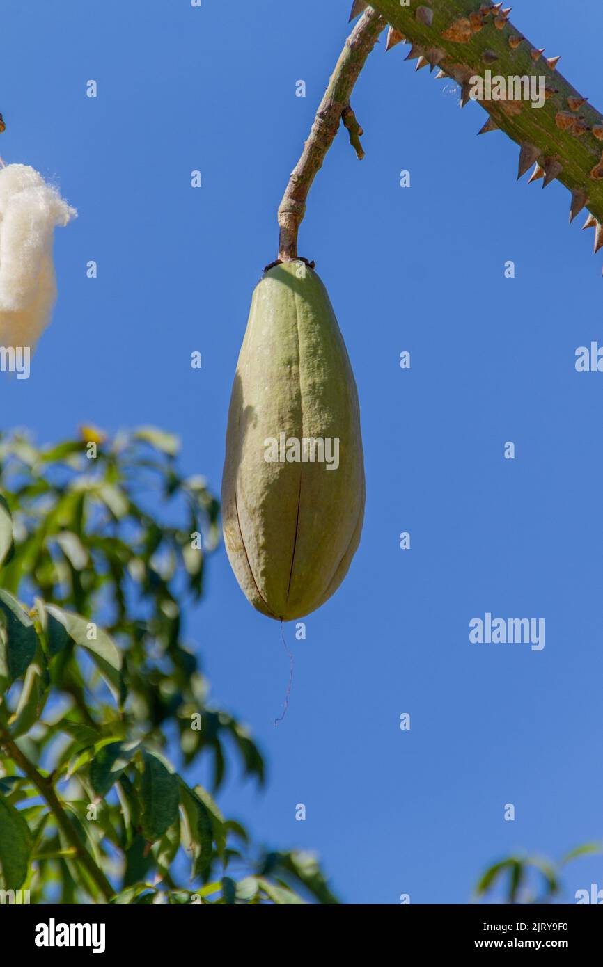 Arbre en soie de soie avec ciel bleu à Rio de Janeiro, Brésil Banque D'Images