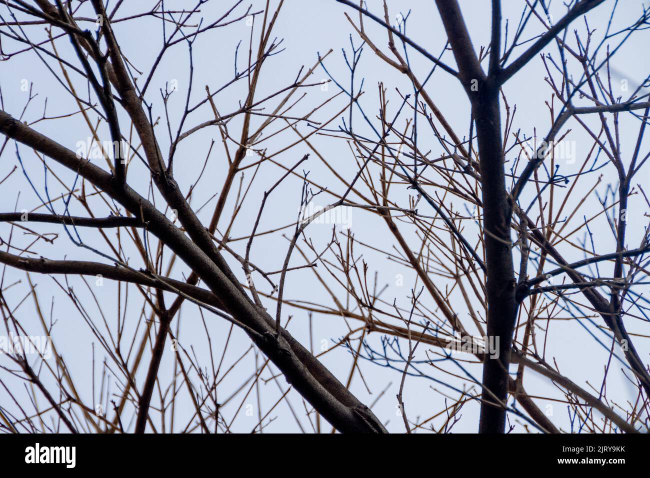 branches d'un demi-arbre, avec un beau ciel bleu en arrière-plan. Banque D'Images
