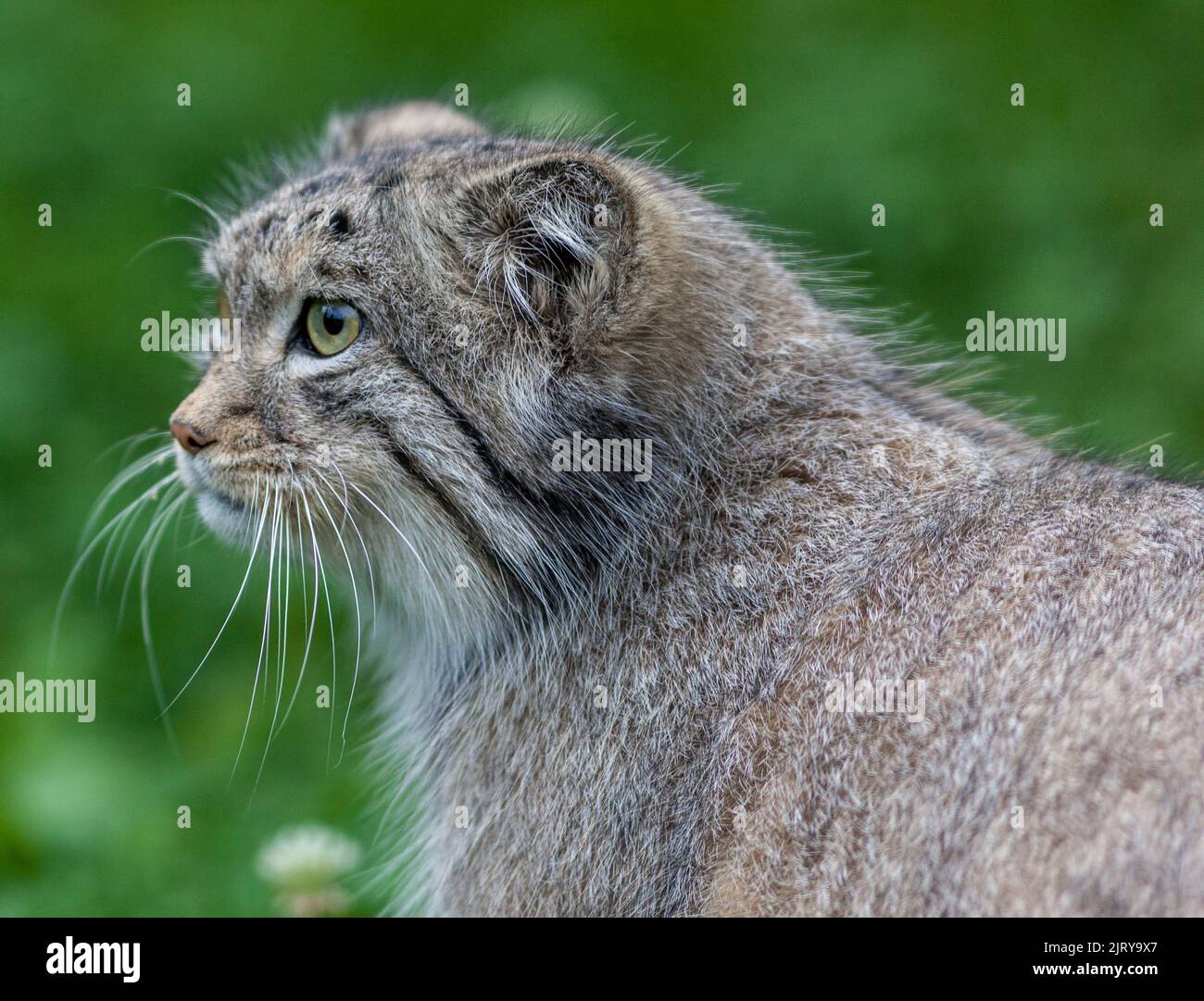 Le chat de Pallas (Otocolobus manul, Pallaskatt) Banque D'Images