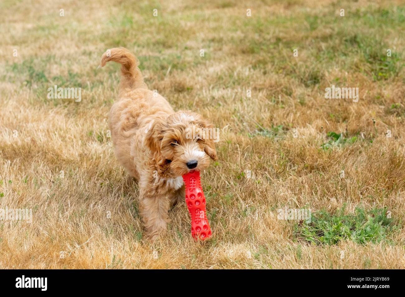 Issaquah, Washington, États-Unis. Un chiot Aussiedoodle de 3 mois nommé « Bella », qui tire un jouet rouge. (PR) Banque D'Images