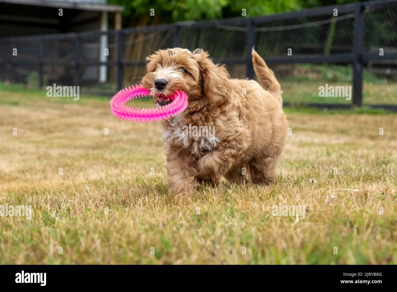 Issaquah, Washington, États-Unis. Un chiot Aussiedoodle de 3 mois nommé « Bella » portant un jouet en plastique rose. (PR) Banque D'Images