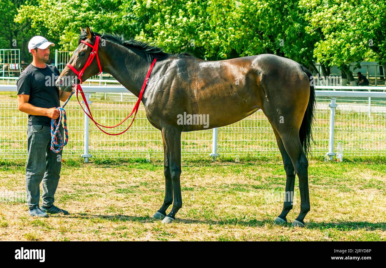 Portrait d'un beau cheval arabe gris après une course Banque D'Images