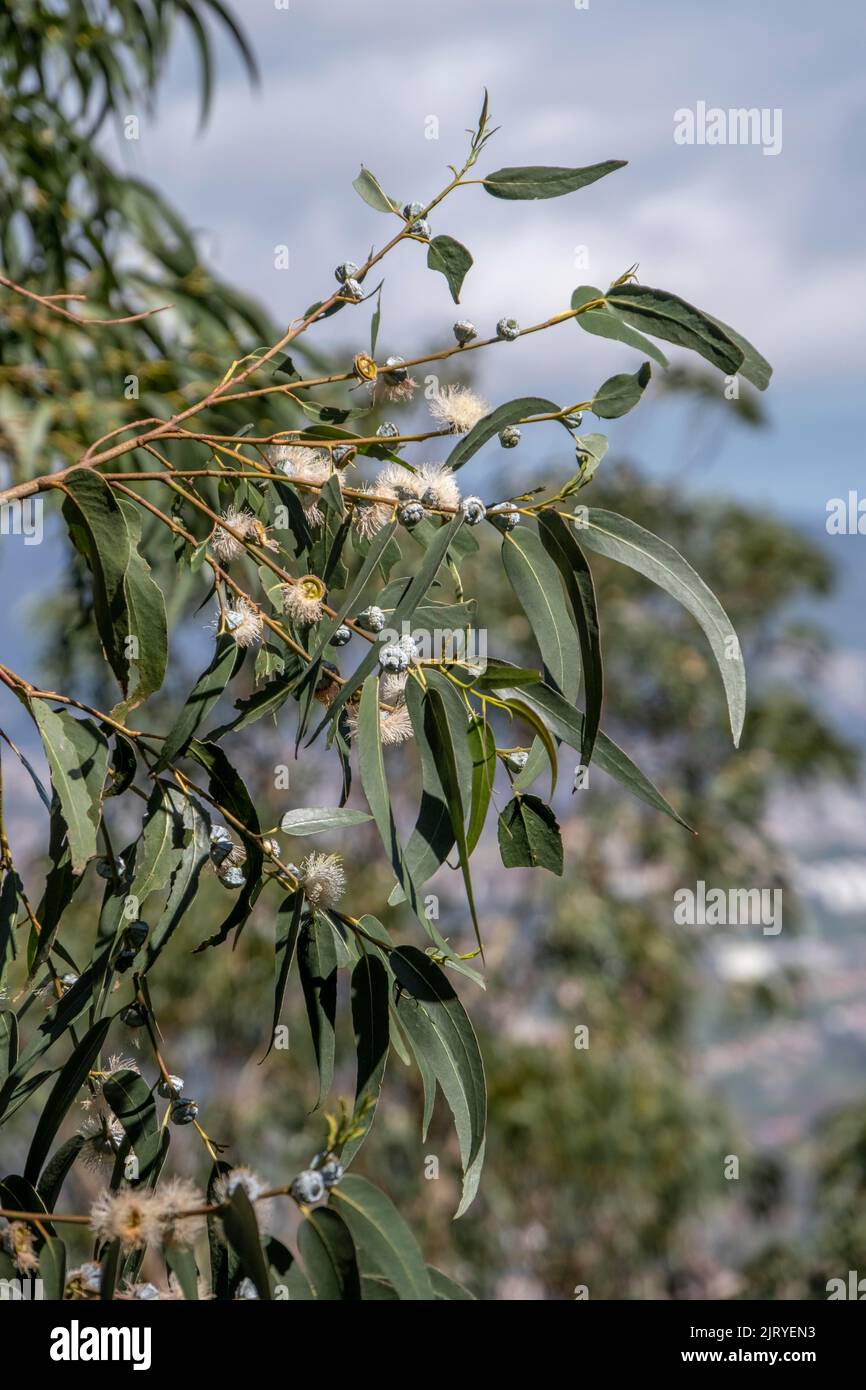 Arbre de fièvre commune, Eucalyptus, eucalyptus bleu, eucalyptus commun, gomme bleu tasmanie (Eucalyptus globulus), branche avec fleurs et fruits Banque D'Images