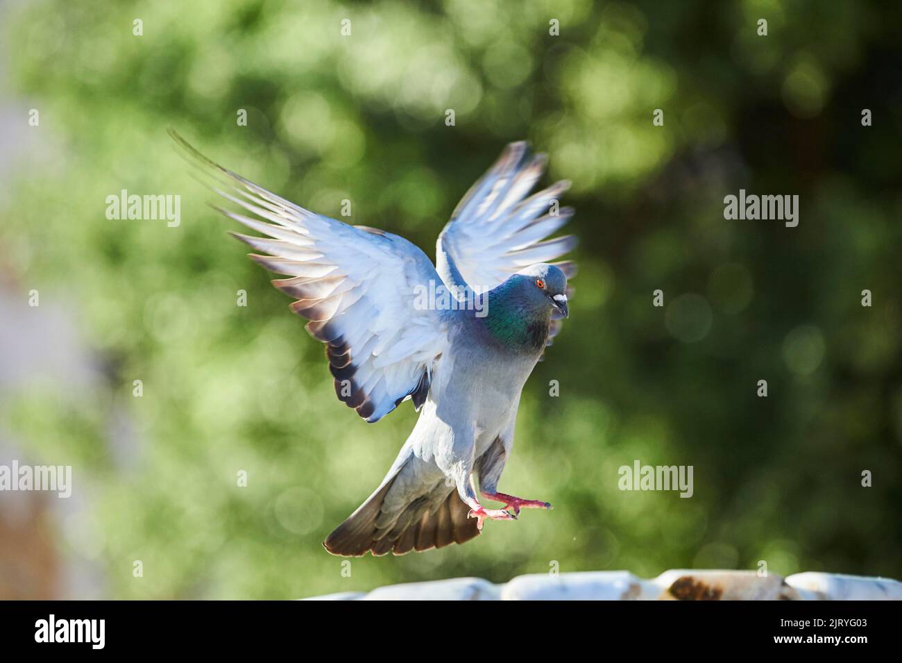 Pigeon féral (Columba livia domestica), vol, Tarragone, Catalogne, Espagne Banque D'Images