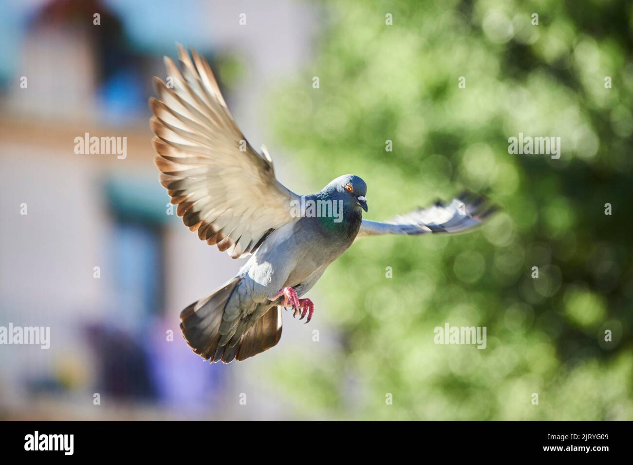 Pigeon féral (Columba livia domestica), vol, Tarragone, Catalogne, Espagne Banque D'Images