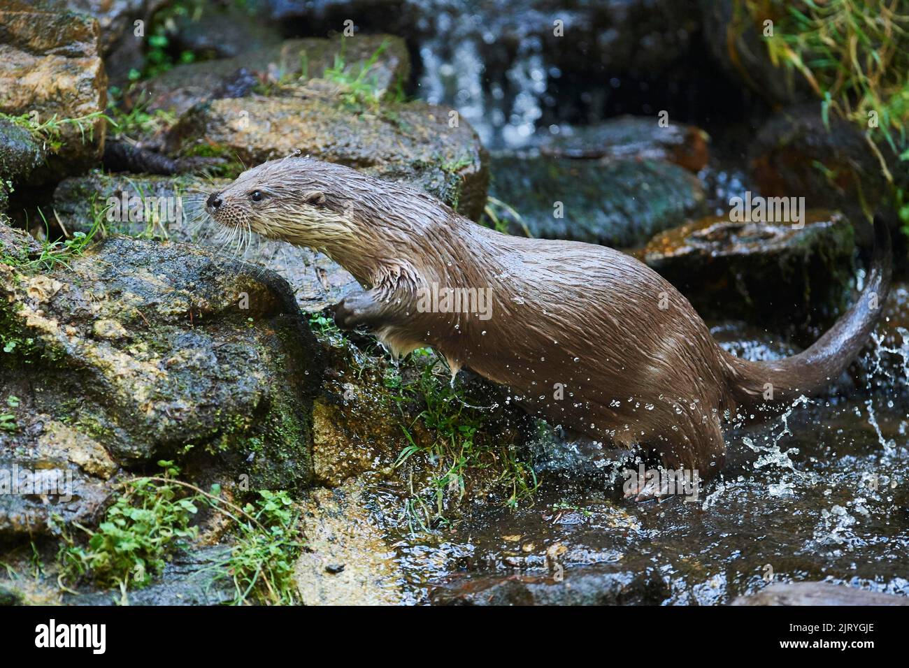 Otter eurasien (Lutra lutra) courant, Bavière, Allemagne Banque D'Images