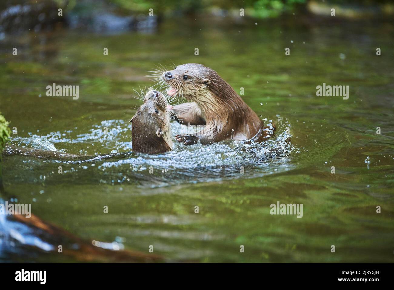 Loutre eurasien (Lutra lutra), jouant les uns avec les autres dans l'eau, Bavière, Allemagne Banque D'Images