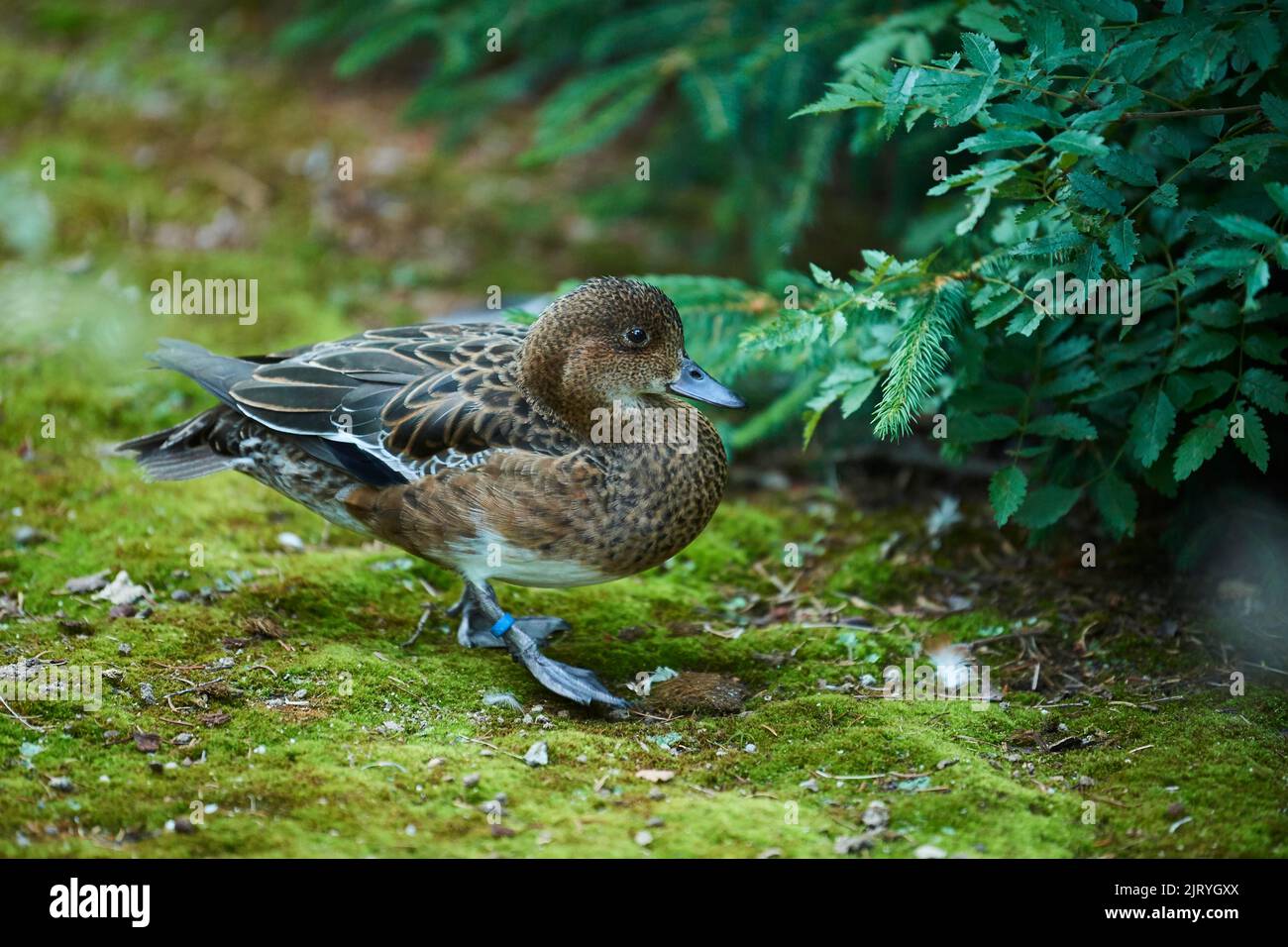 Femelle européenne d'aigeon, canard (Mareca penelope), marchant sur le groung, Bavière, Allemagne Banque D'Images