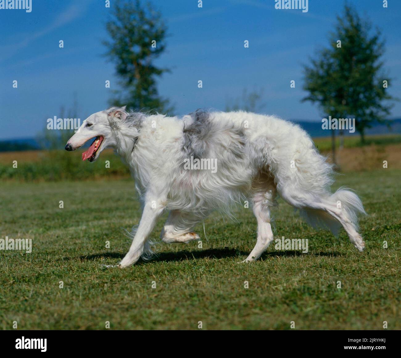 Greyhound russe, Borzoi Russkaya Psovaya Borzaya Banque D'Images