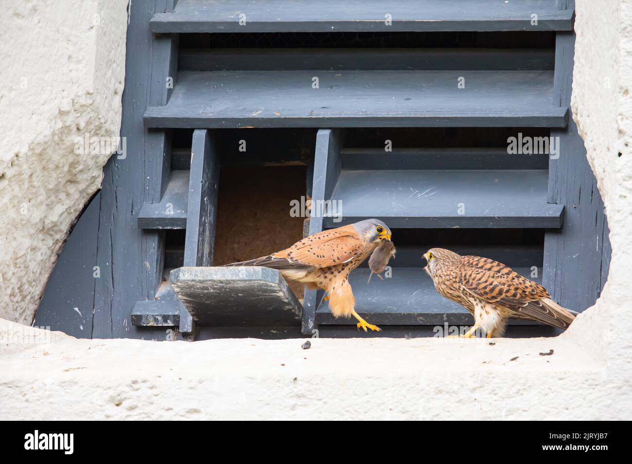 Kestrel commun (Falco tinnunculus), transfert de proies devant la boîte de nid installée derrière la fenêtre de l'église, Allemagne Banque D'Images