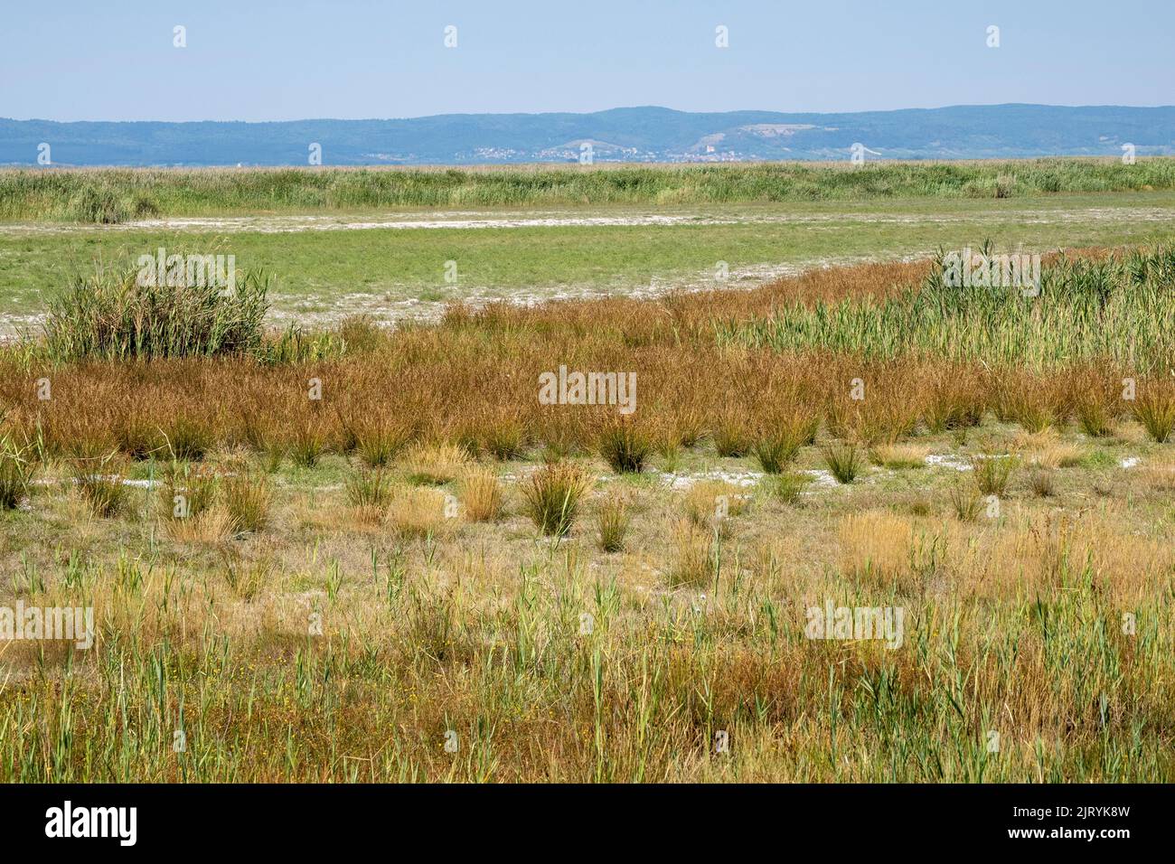 Ferme à cheval fortement séchée près d'Illmitz, parc national du lac Neusiedl-Seewinkel, Burgenland, Autriche Banque D'Images