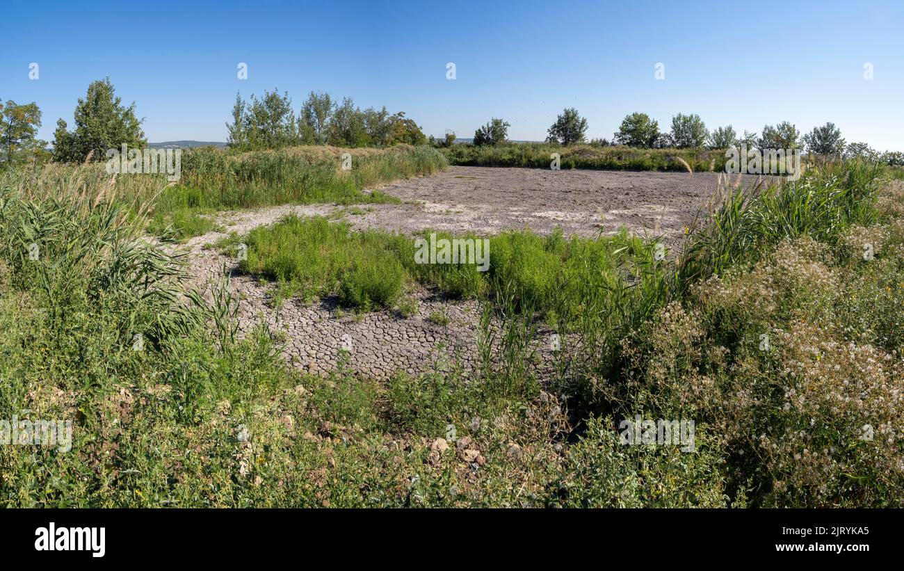 Étang séché, Breitenbrunn, Burgenland, Autriche Banque D'Images