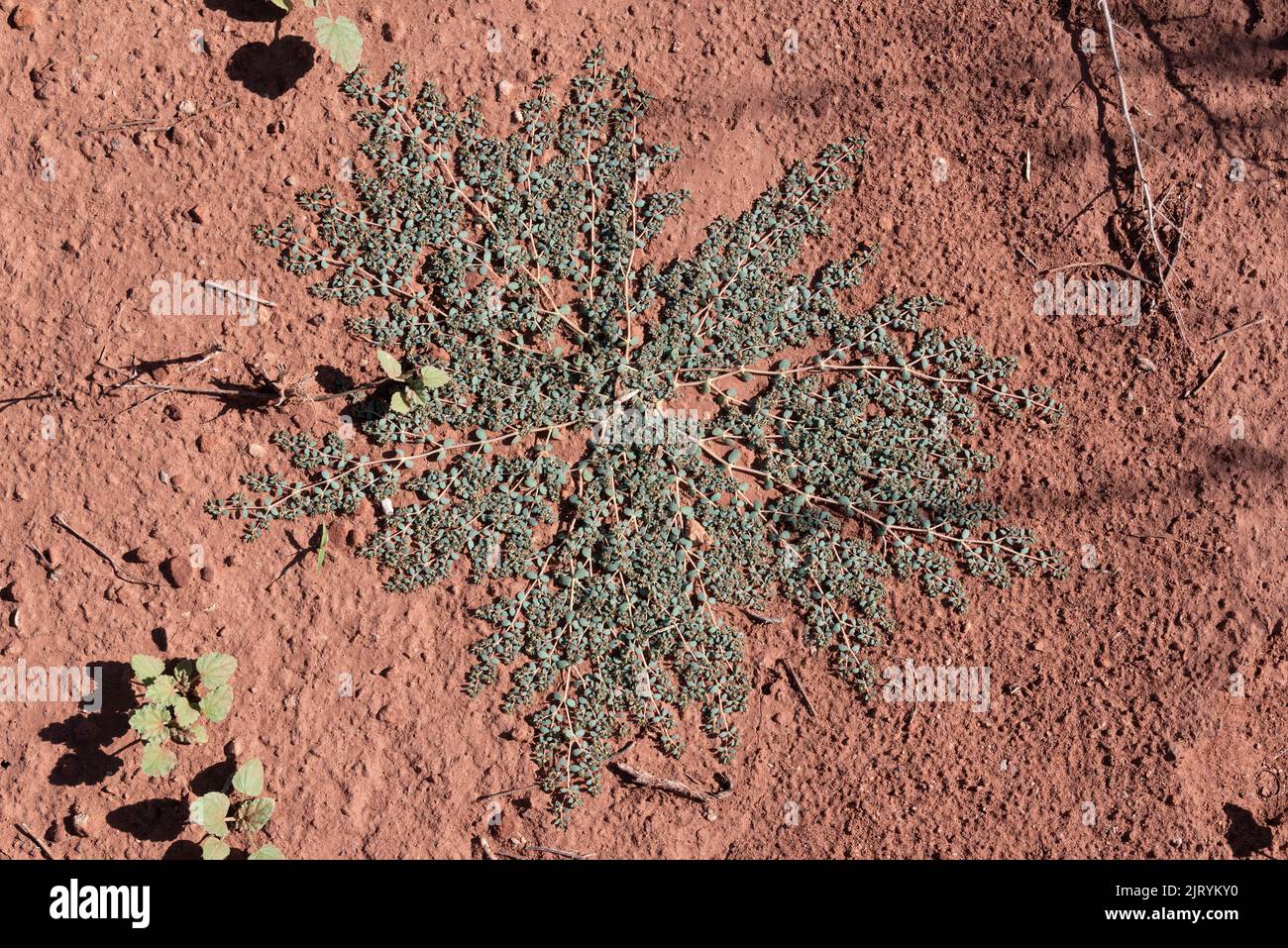 Sandmat (Euphorbia), Parc national des Canyonlands, Utah. Banque D'Images