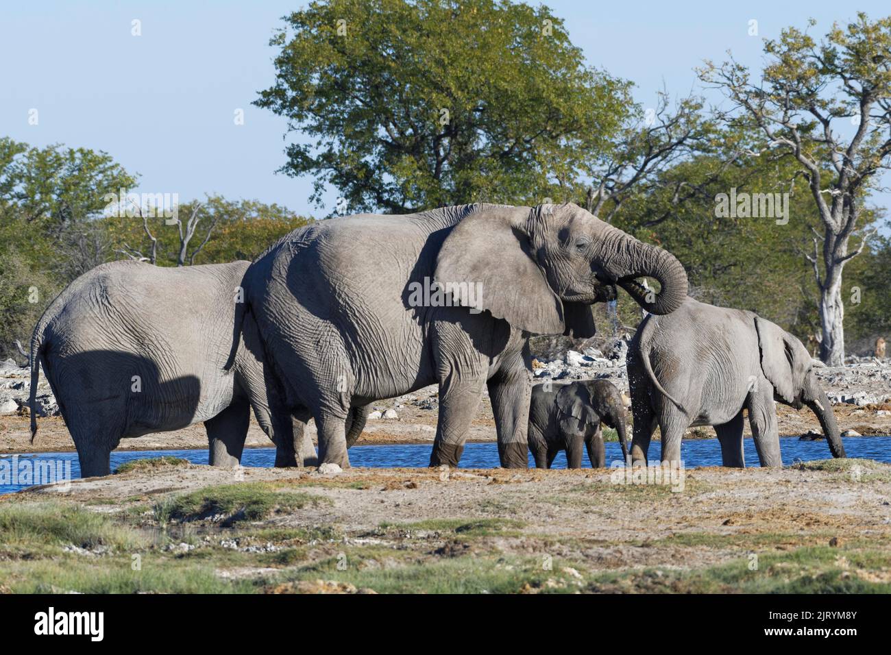 Éléphants de brousse africains (Loxodonta africana), troupeau avec bébé éléphant buvant dans un trou d'eau, Parc national d'Etosha, Namibie, Afrique Banque D'Images