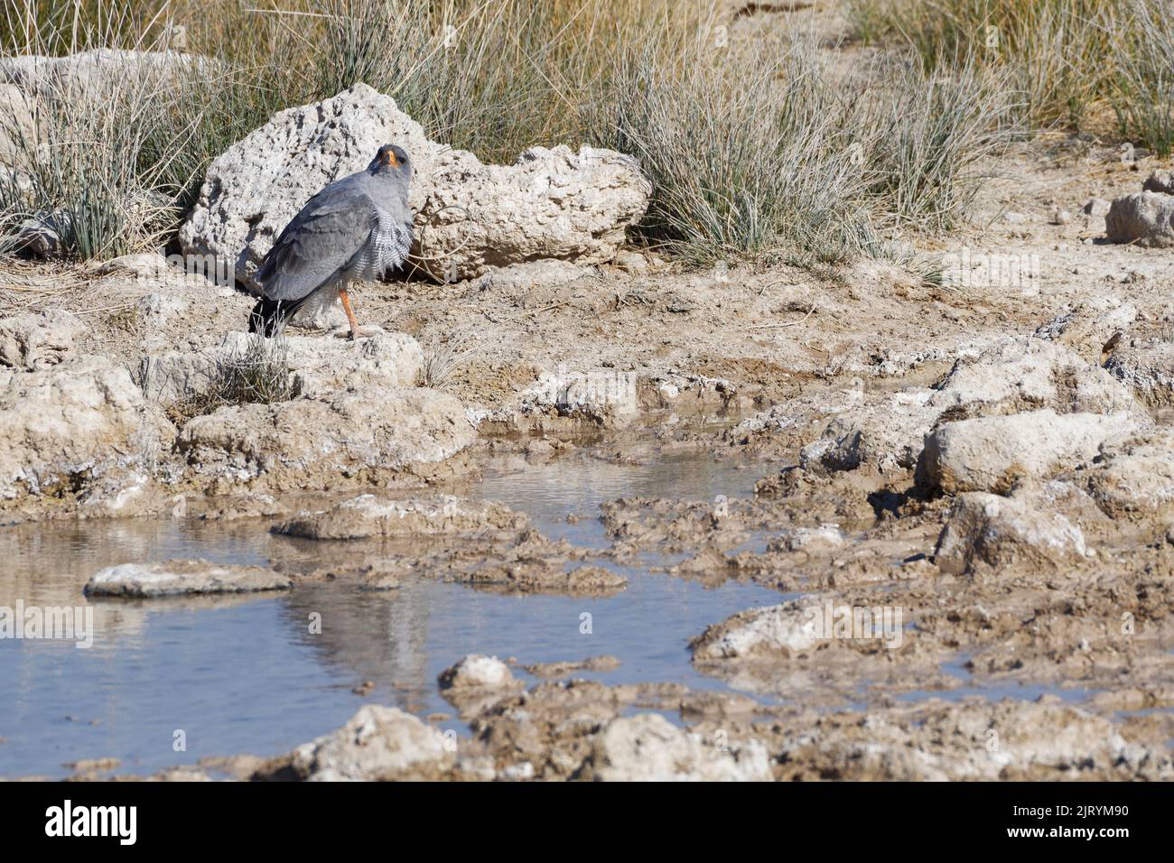 Perfaucon à chantage pâle (Melierax canorus), oiseau adulte, perché sur une pierre au trou d'eau, observation, Parc national d'Etosha, Namibie, Afrique Banque D'Images