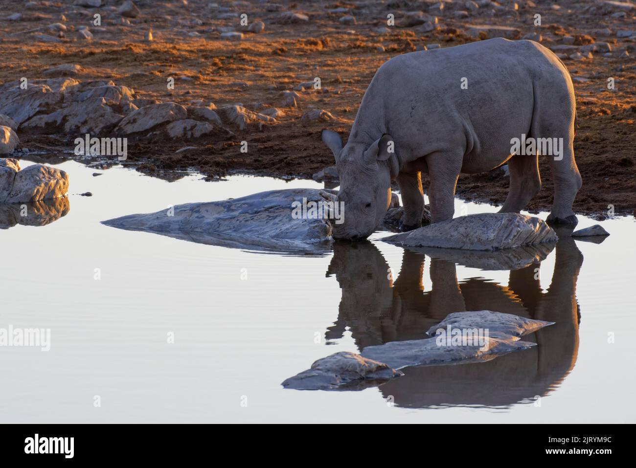 Rhinocéros noir (Diceros bicornis), jeune, réfléchissant dans l'eau, boire au trou d'eau, lumière du soir, Parc national d'Etosha, Namibie, Afrique Banque D'Images