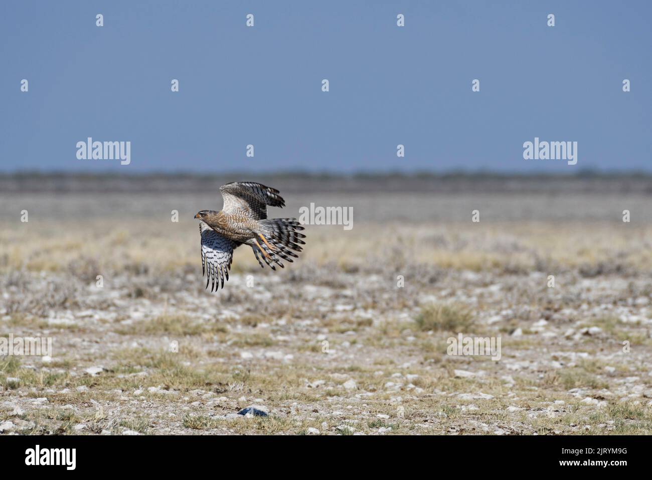 Perfaucon de chants pâles (Melierax canorus), immature, en vol, décollage, parc national d'Etosha, Namibie, Afrique Banque D'Images