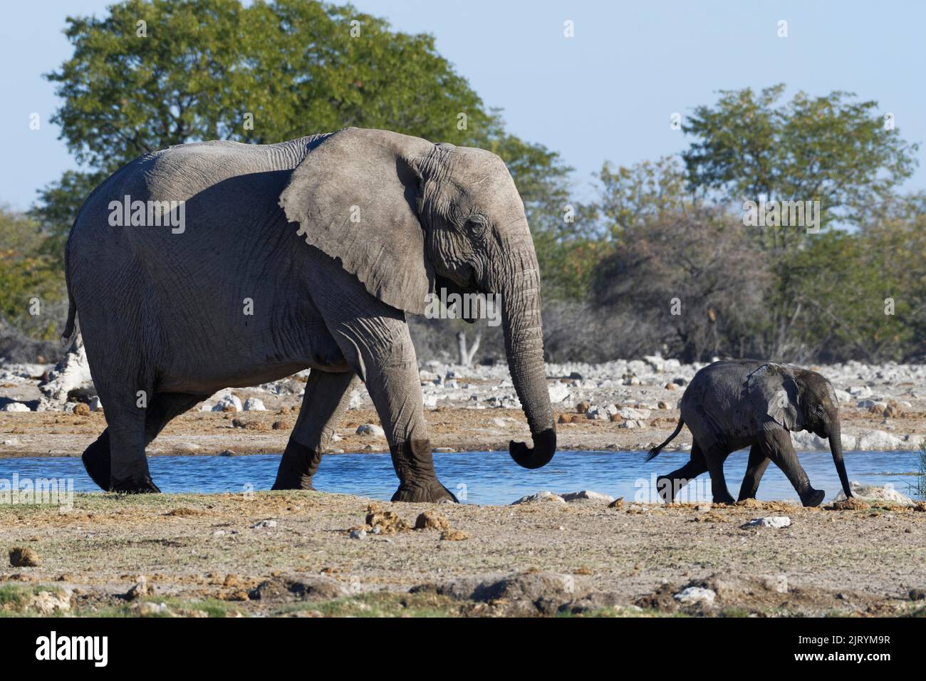 Éléphants de brousse africains (Loxodonta africana), mère avec bébé éléphant marchant le long du trou d'eau, Parc national d'Etosha, Namibie, Afrique Banque D'Images