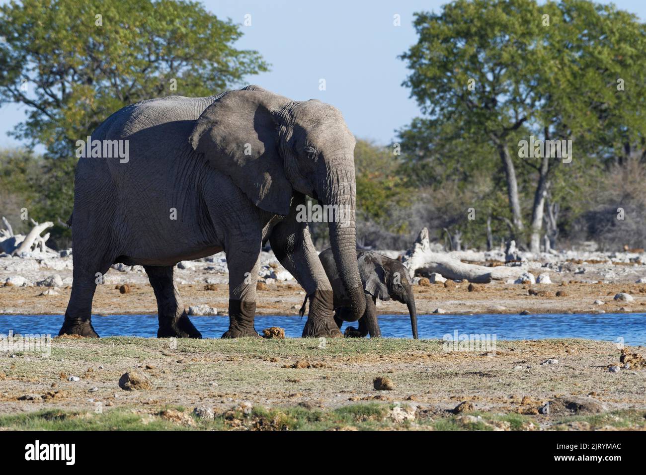 Éléphants de brousse africains (Loxodonta africana), mère avec bébé éléphant marchant le long du trou d'eau, Parc national d'Etosha, Namibie, Afrique Banque D'Images