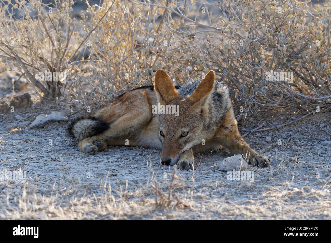 Chacal à dos noir (Canis mesomelas), homme au repos, allongé à l'ombre du soleil couchant, Parc national d'Etosha, Namibie, Afrique Banque D'Images