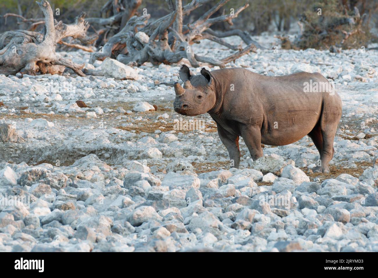 Rhinocéros noirs (Diceros bicornis) avec cornes sciées, mesure anti-braconnage, adulte au trou d'eau, alerte, lumière du soir, Parc national d'Etosha, Namib Banque D'Images