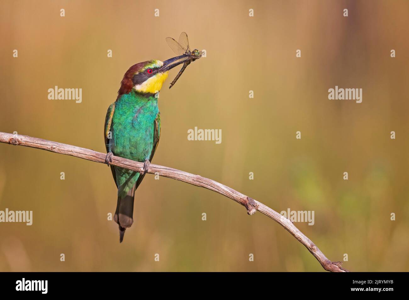 European Bee-eater (Merops apiaster) avec grande libellule comme proie, soleil d'été, coucher de soleil, fourrageing, Saxe-Anhalt, Allemagne Banque D'Images