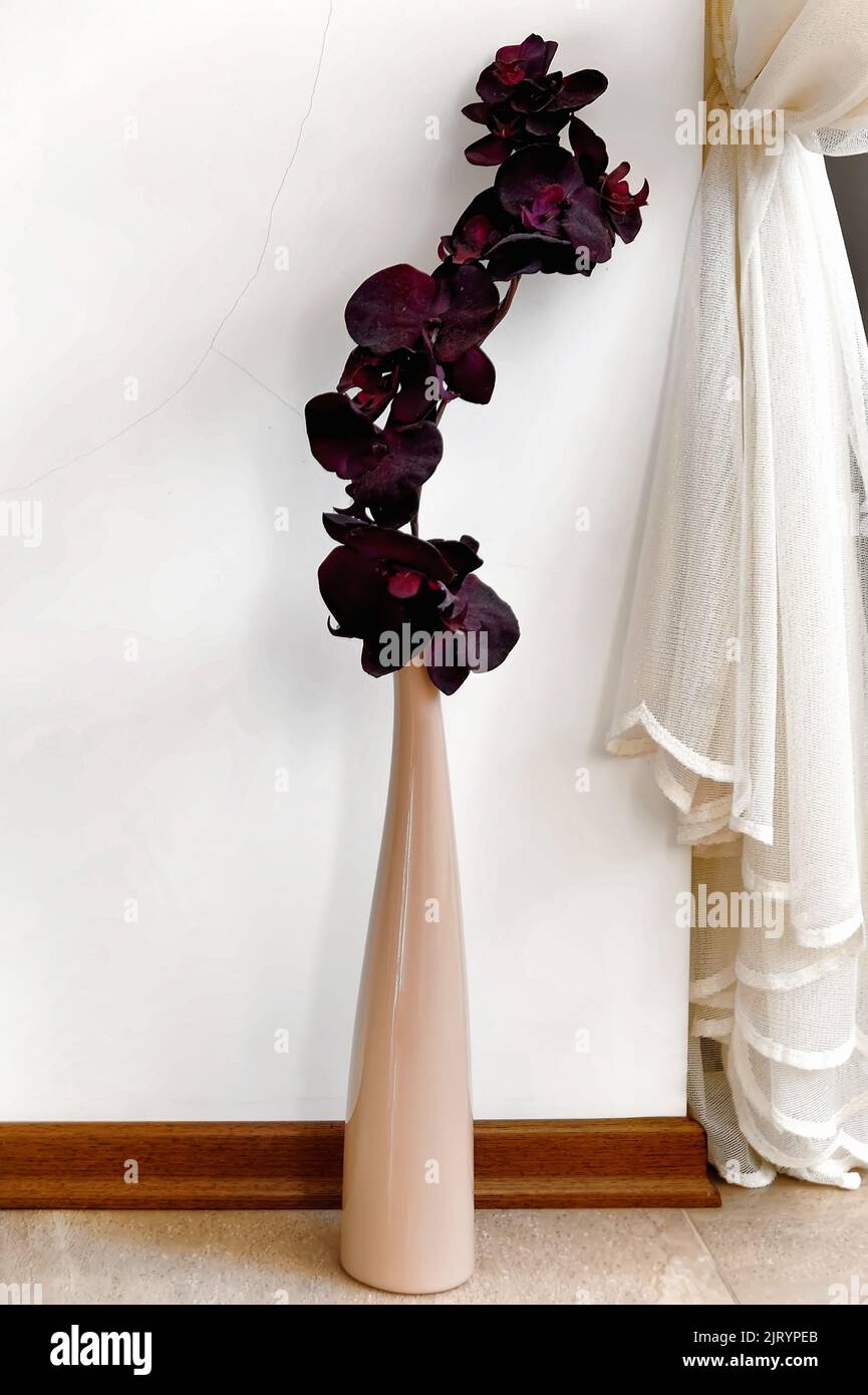 Orchidée noire dans le vase simple près du rideau de dentelle Banque D'Images