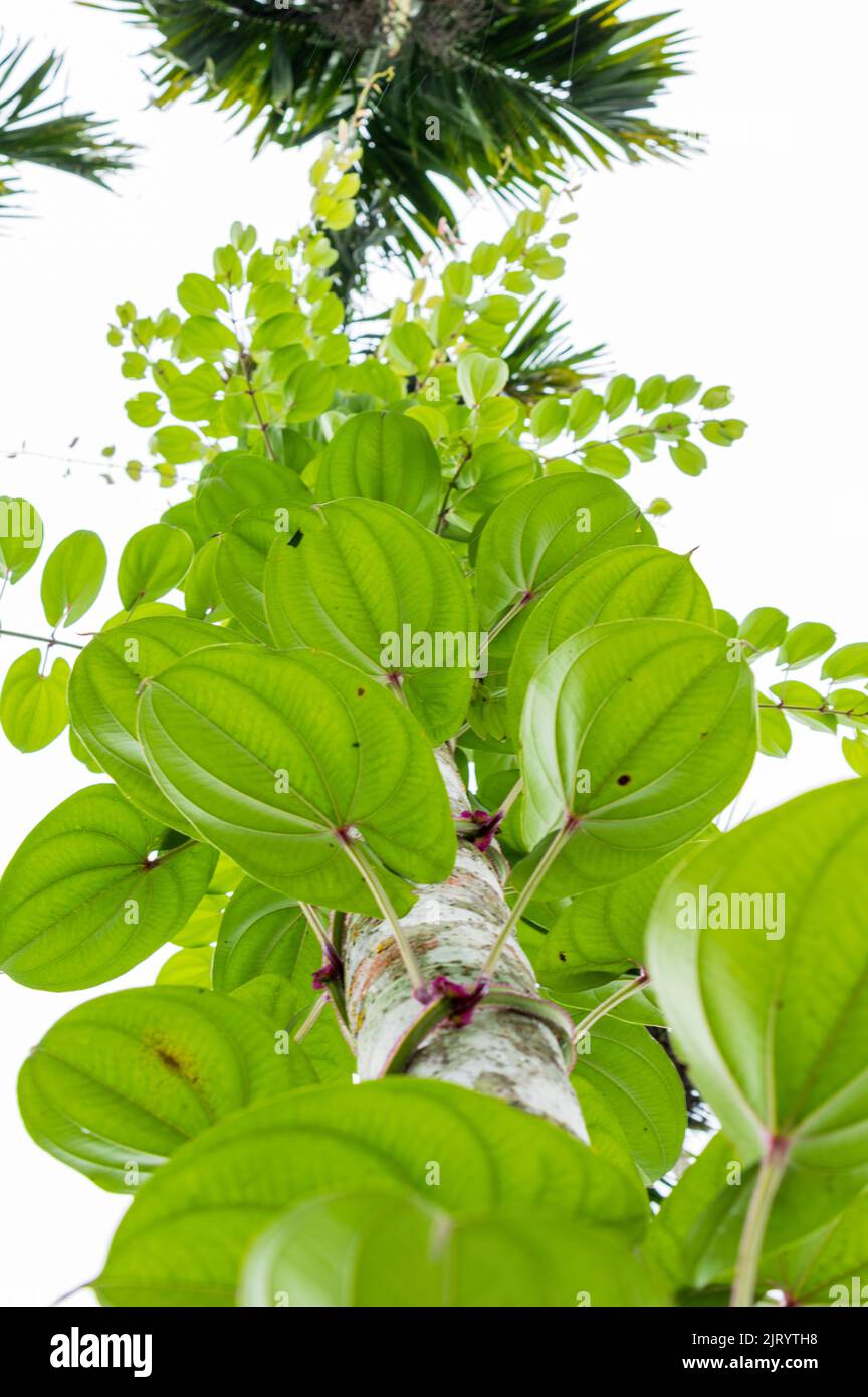 Les plantes grimpantes sont des plantes à tige faible qui tirent leur support de grands arbres. Voici une plante grimpante avec des feuilles vertes formant un magnifique fond. Banque D'Images