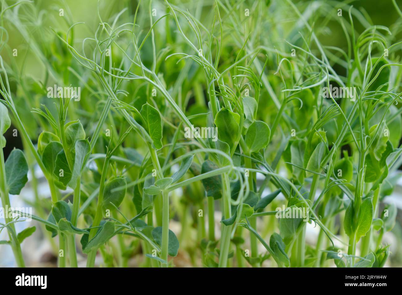 Graines à Germer Bio NanaNatura's Brocoli - Microgreens Certifiées Bio 180g