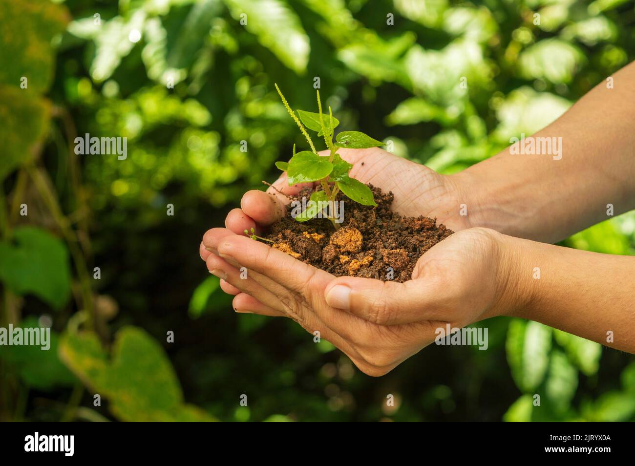 Plantule Une plantule est une jeune plante qui se développe à partir d'un ...