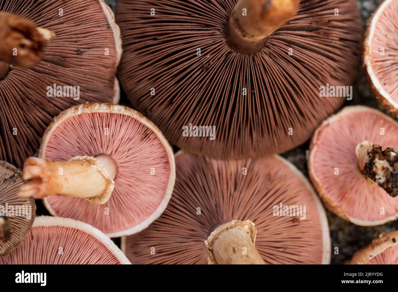 Un champignon est le corps charnu, spore portant la fructification d'un champignon, généralement produit au-dessus du sol, sur le sol ou sur sa source alimentaire. Banque D'Images