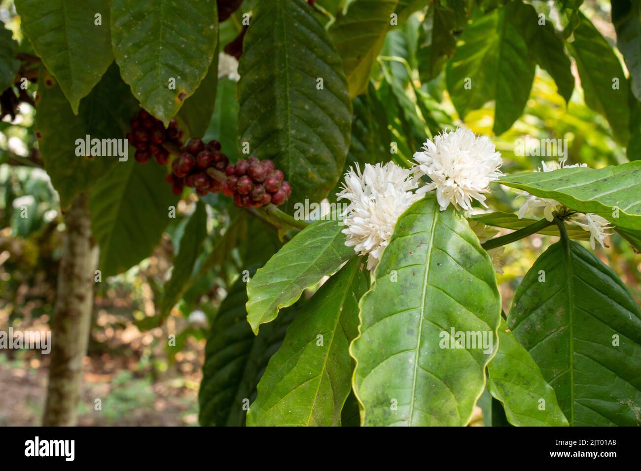 De petites fleurs blanches parfumées poussent là où les feuilles et les branches se rencontrent. Le parfum des fleurs de café est tout simplement merveilleusement profond Banque D'Images