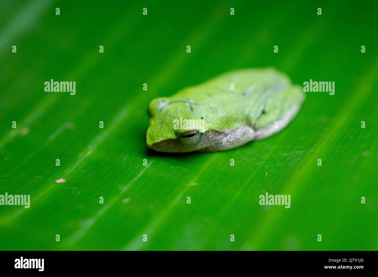 La grenouille verte est un animal très symbolique et est largement