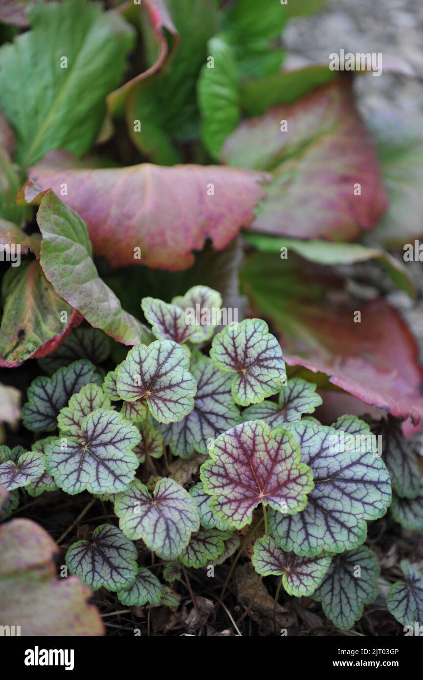 Une bordure de fleur dans un jardin avec Heuchera Magic Color et Bergenia en mai Banque D'Images