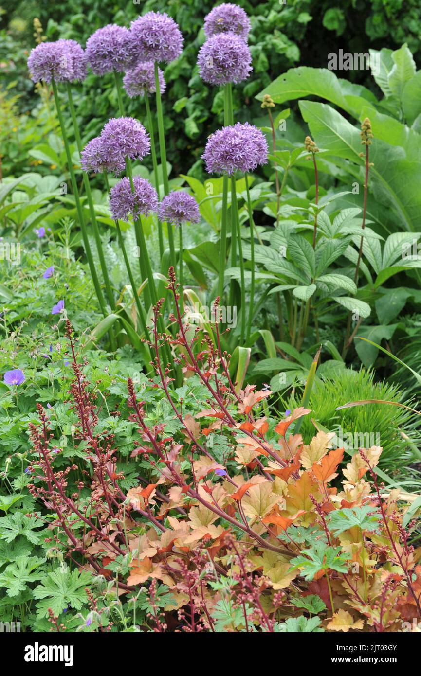 Une bordure de fleur dans un jardin avec une Heuchera à feuilles orangées en mai Banque D'Images