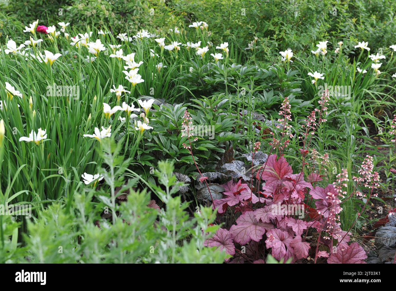 Une bordure de fleur dans un jardin avec des Heucheras à feuilles roses et pourpres foncé et des drapeaux sibériens (Iris sibirica) tourbillon blanc en mai Banque D'Images