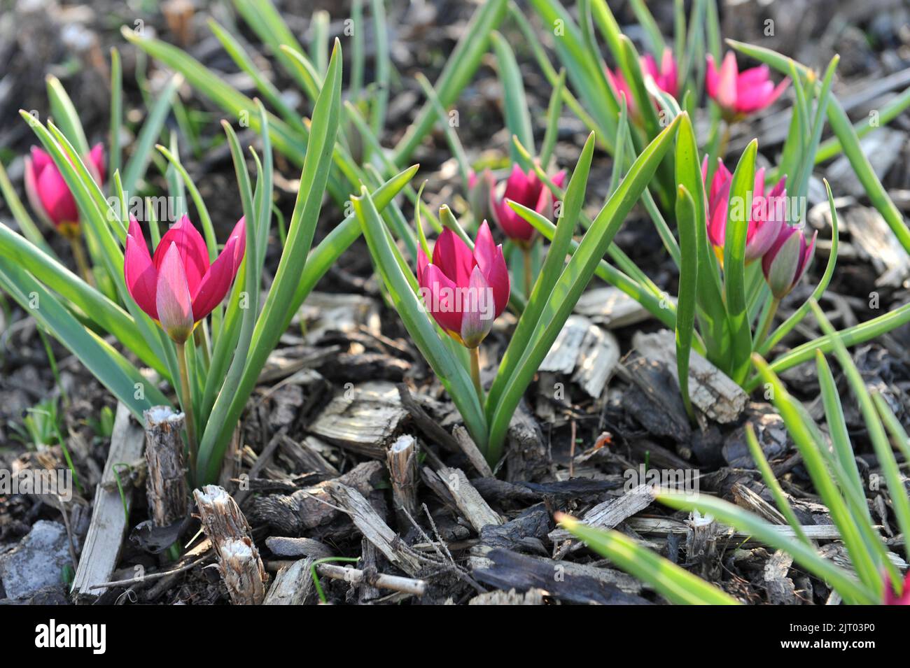 Tulipes violettes diverses (Tulipa humilis) Perse Perse Perse Perse Perse Perse Perse dans un jardin en mars Banque D'Images