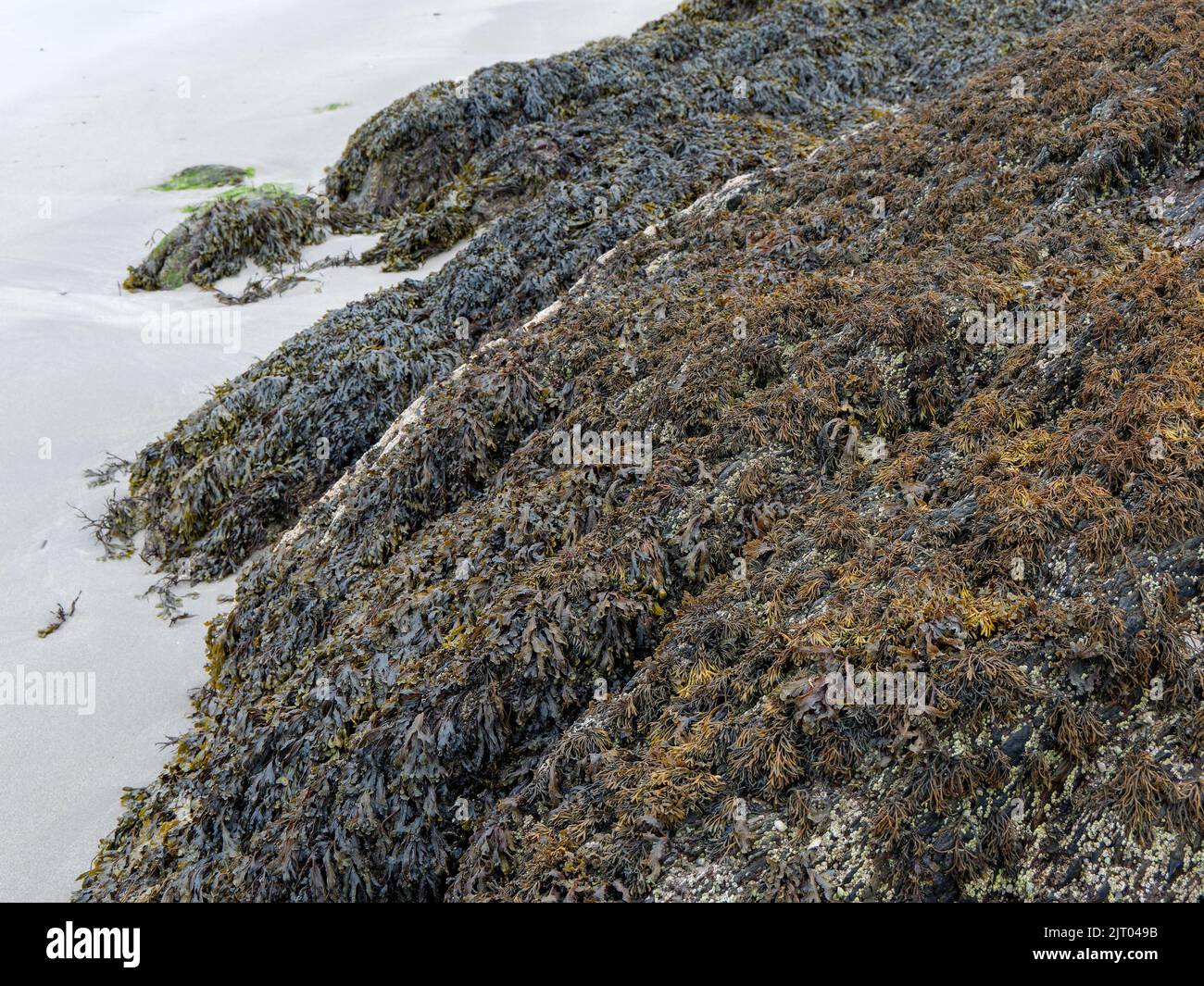 De nombreuses algues brunes poussent à la surface de la roche côtière. Banque D'Images