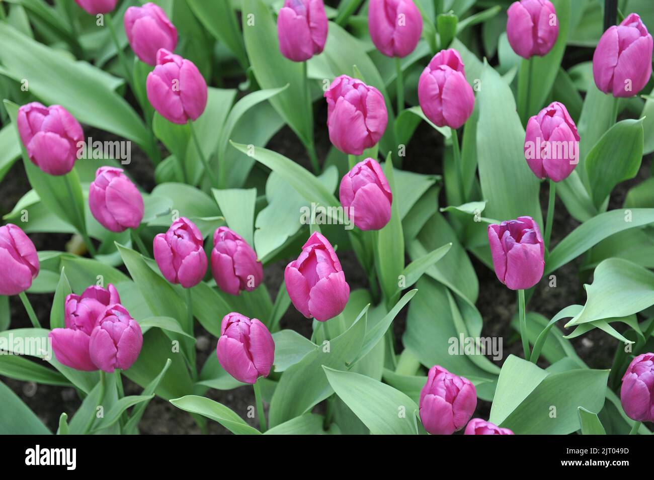 Tulipes simples (Tulipa) le Prince pourpre fleurit dans un jardin en avril Banque D'Images