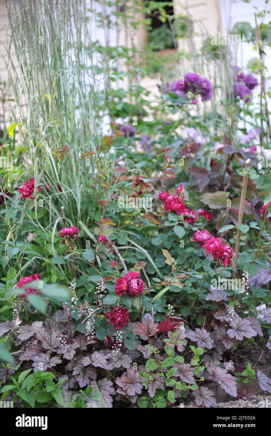 Une bordure de fleur dans un jardin avec un Heuchera à feuilles violettes et une rose rouge en juin Banque D'Images
