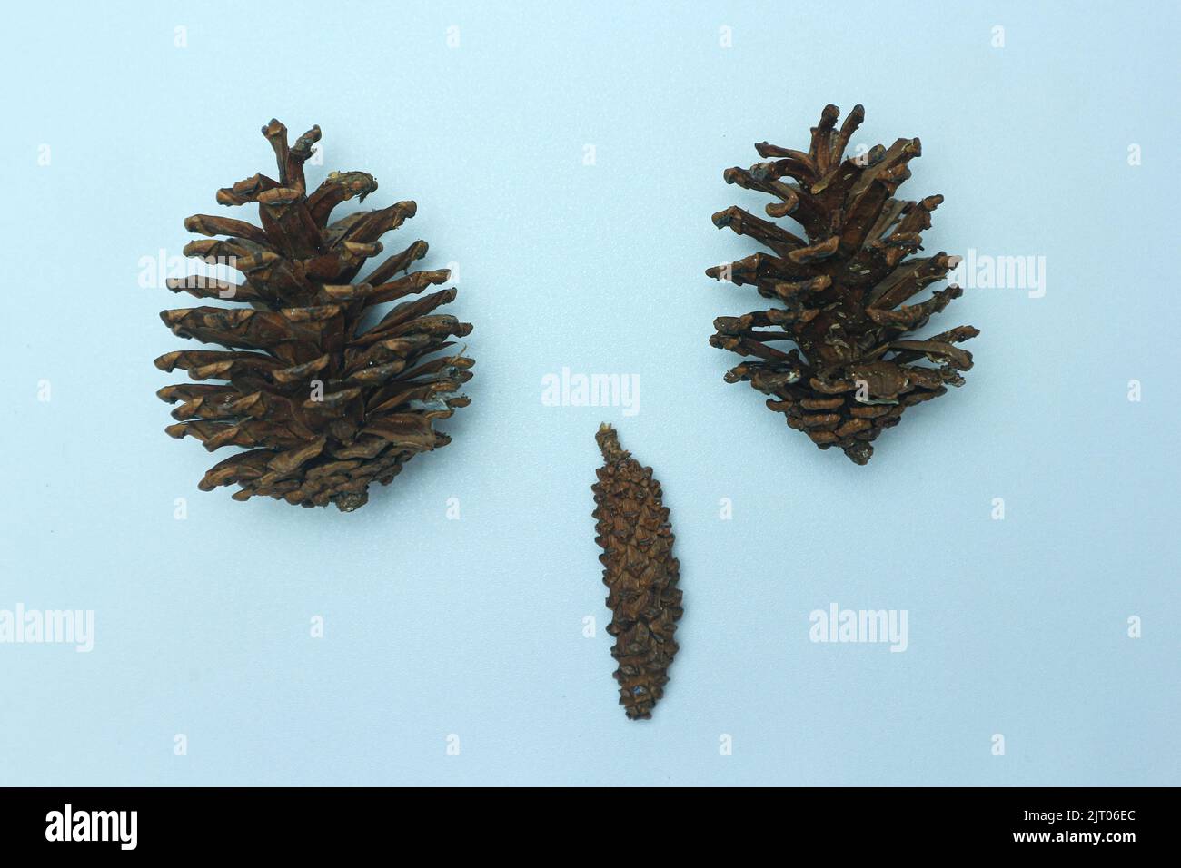 Ensemble de cônes de conifères faisant face isolée sur blanc Banque D'Images
