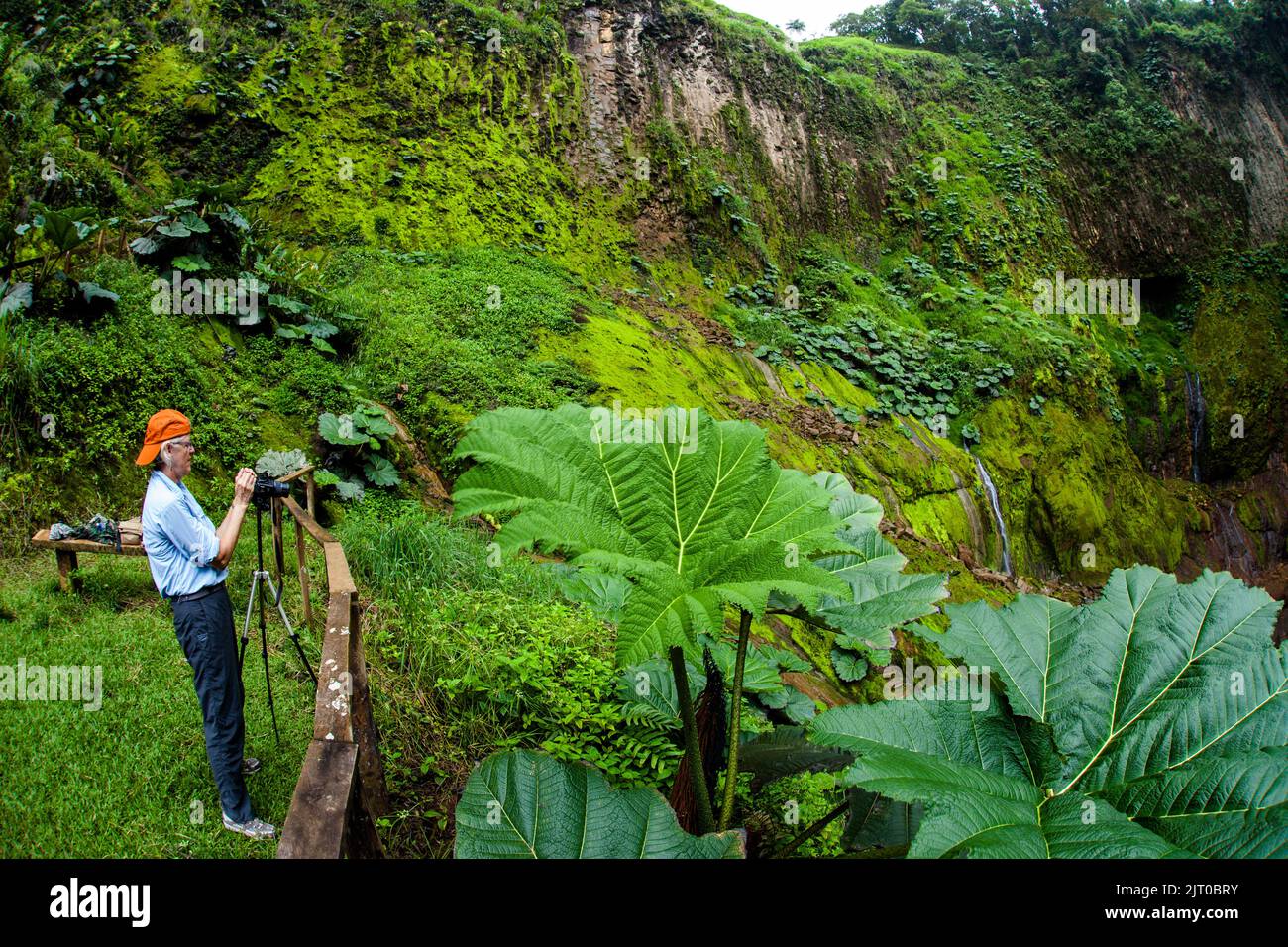 Une femme prend des photos dans la forêt tropicale du Costa Rica. Banque D'Images