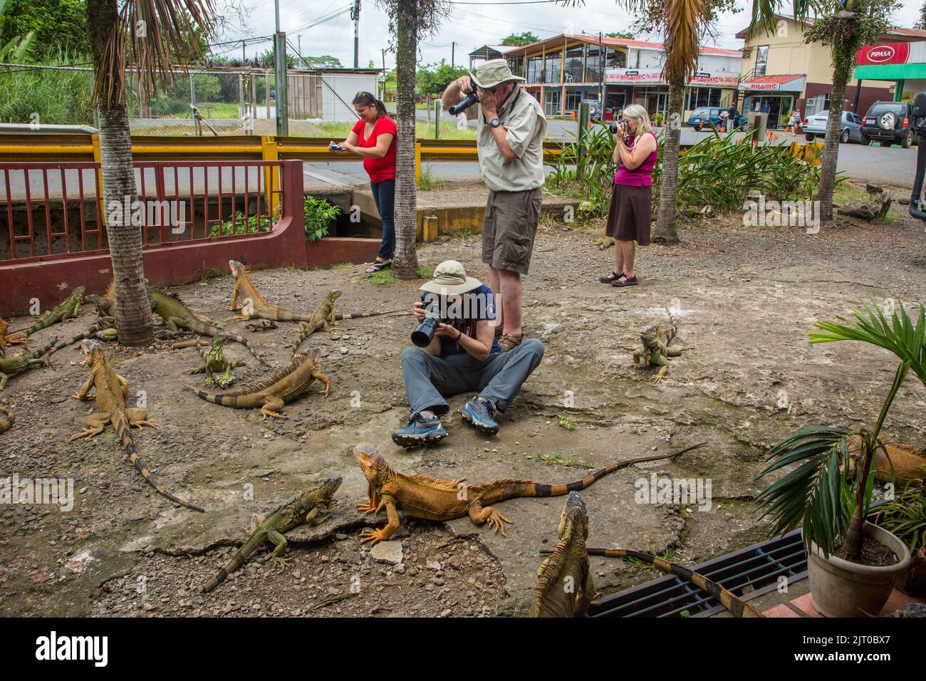 Photographes prenant des photos d'iguanes devant un restaurant au Costa Rica. Banque D'Images