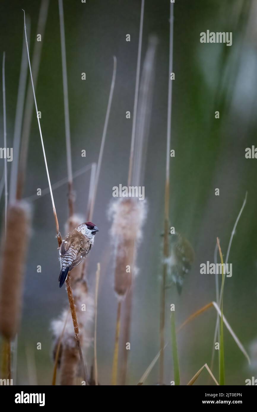 Accent sélectif sur un Finch à tête de prune perché sur une ruée à taureaux à Lara Wetlands, dans le centre du Queensland en Australie. Banque D'Images