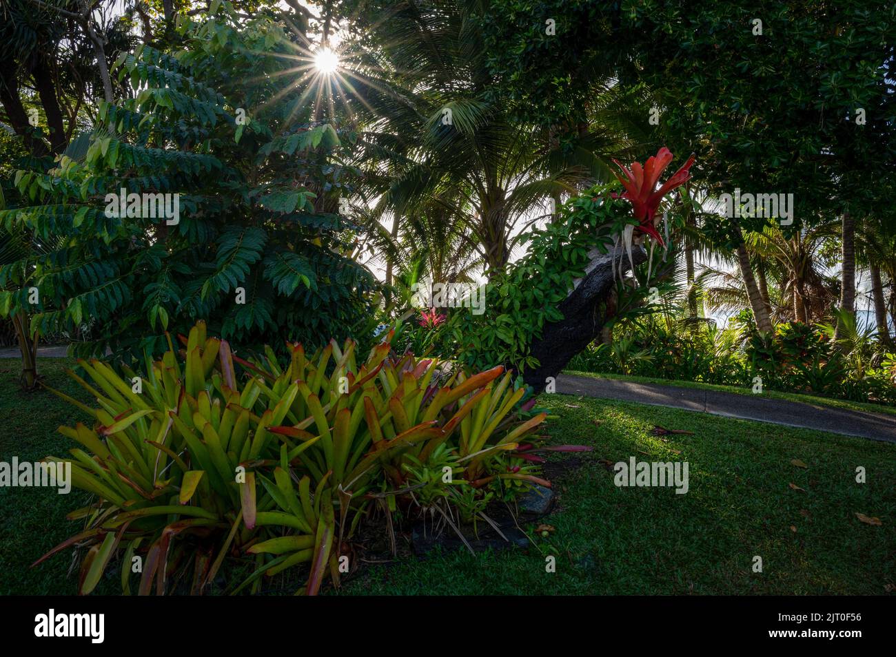 Un jardin tropical magnifiquement aménagé pour les clients du Sheraton Mirage Resort pendant le festival gastronomique « Taste Port Douglas » à Qld, en Australie. Banque D'Images