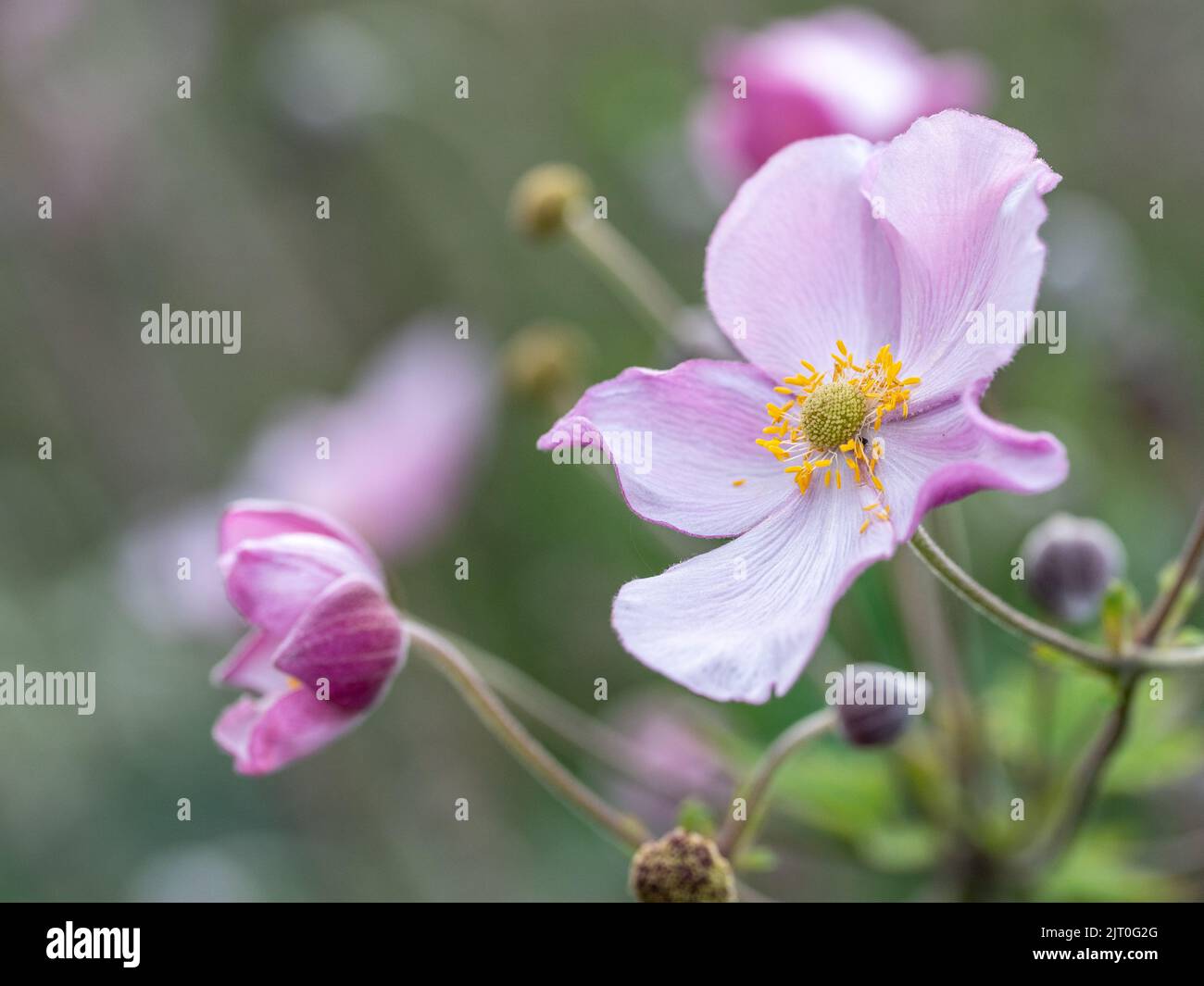 L'anemone Hupehensis grandit dans un lit de fleurs dans un parc municipal de Norrköping en août en Suède. Banque D'Images