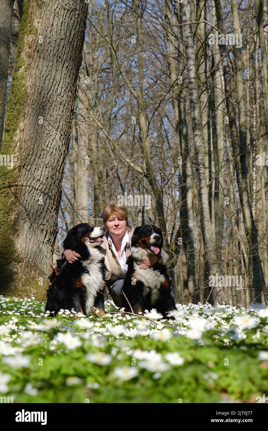 femme blonde mature dans la forêt dans un défrichement avec ses chiens et ses fleurs de printemps Banque D'Images