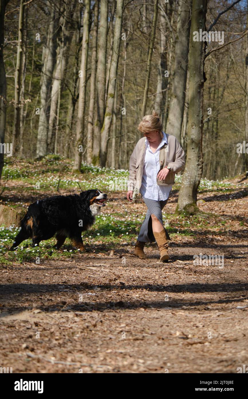 gros chien de montagne bernois en colère attaque et morsure la femme Banque D'Images