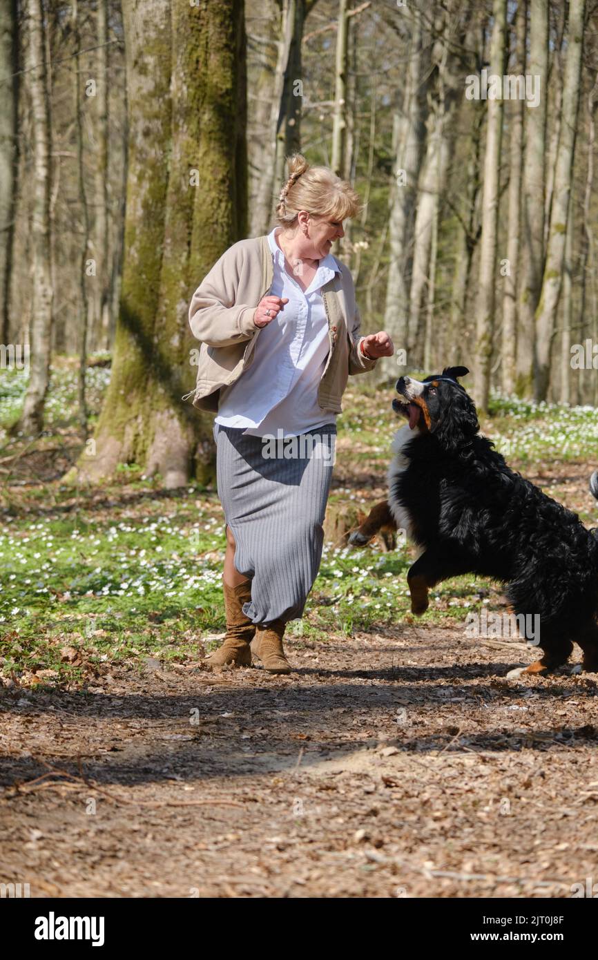 gros chien de montagne bernois en colère attaque et morsure la femme Banque D'Images