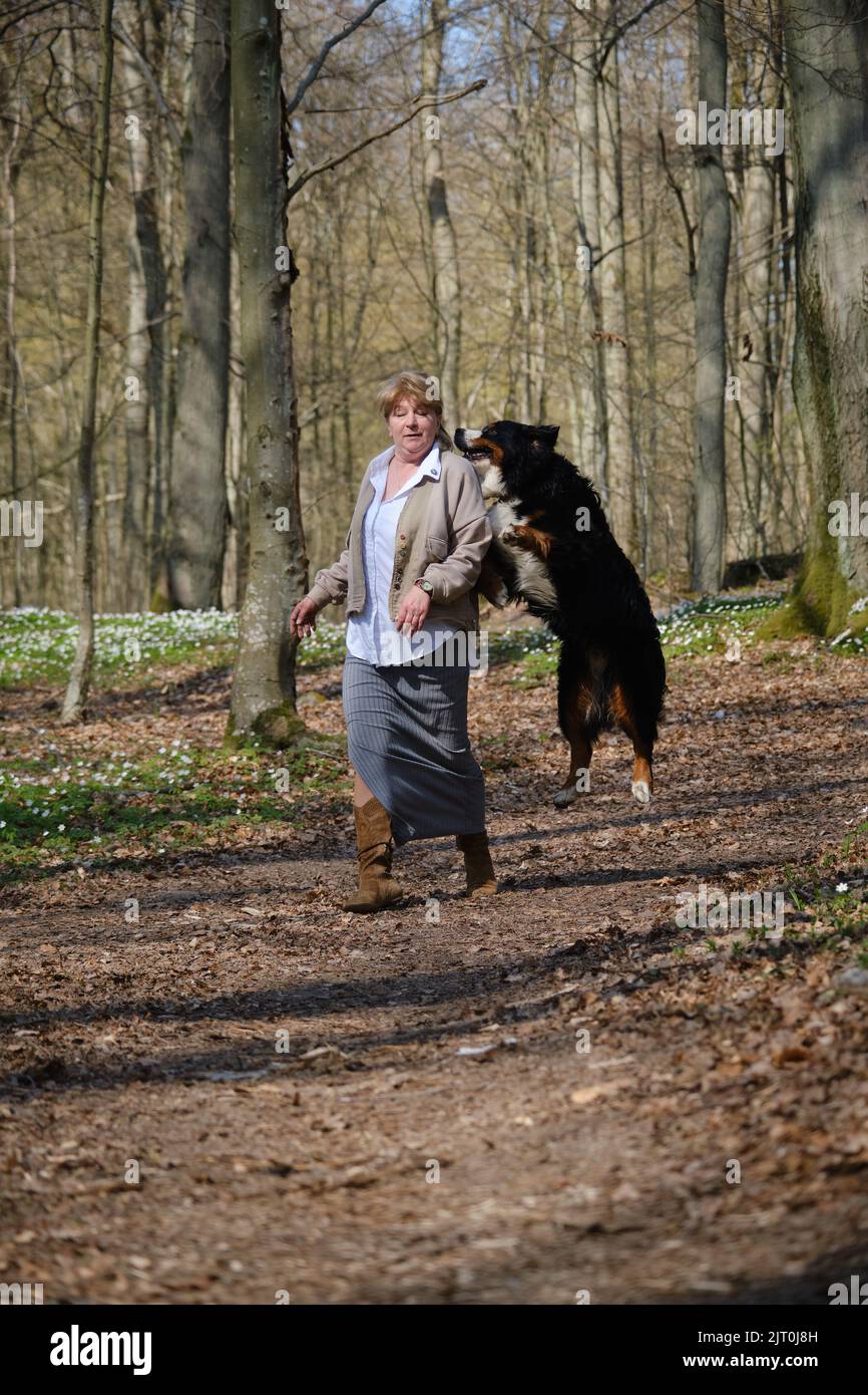 gros chien de montagne bernois en colère attaque et morsure la femme Banque D'Images